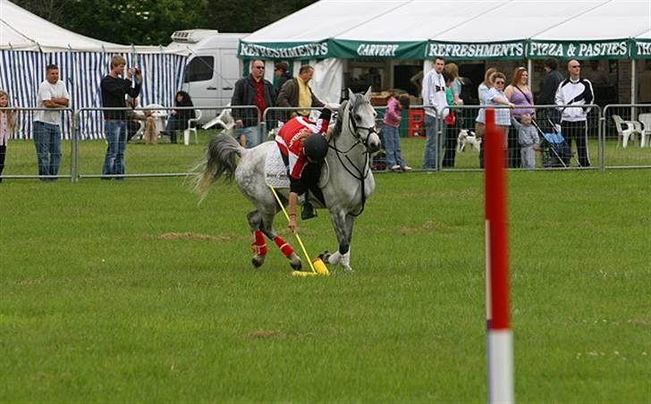 Welsh Pony (sec B) Alexander billede 7