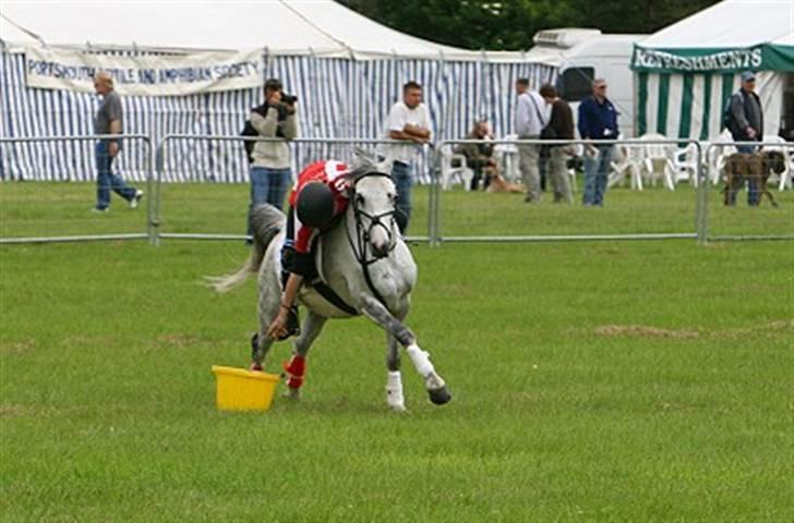 Welsh Pony (sec B) Alexander billede 8