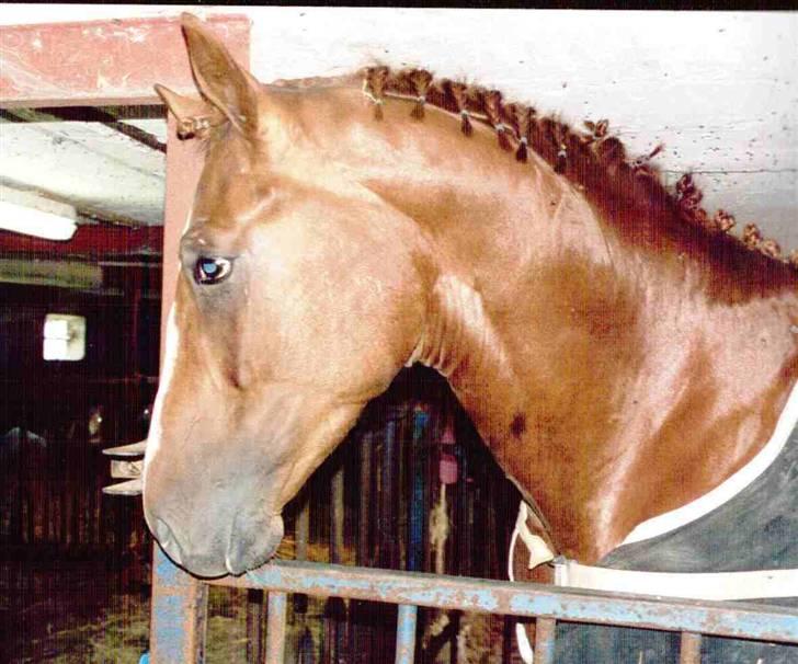 Dansk Varmblod Jackpot * RIP * billede 11