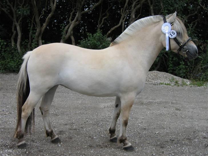 Fjordhest Fea Strødam  - Fea i hel firgur efter kåring 2007 4 år billede 7