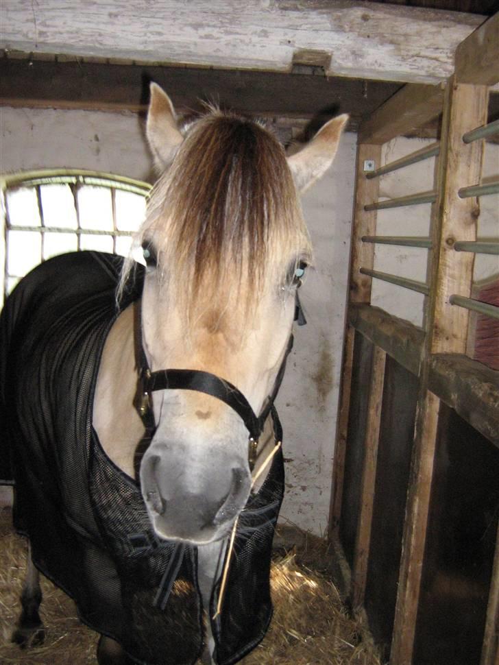 Fjordhest Fea Strødam  - Nu er jeg vasket og klar til kåring imorgen 2007 billede 8