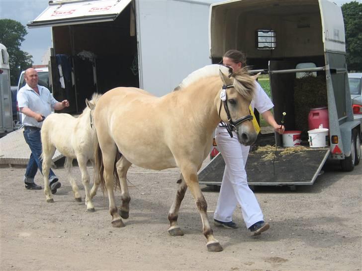 Fjordhest Freja Toft ¤ R.I.P ¤ - Afkomssamling 2006, 18 år. billede 8