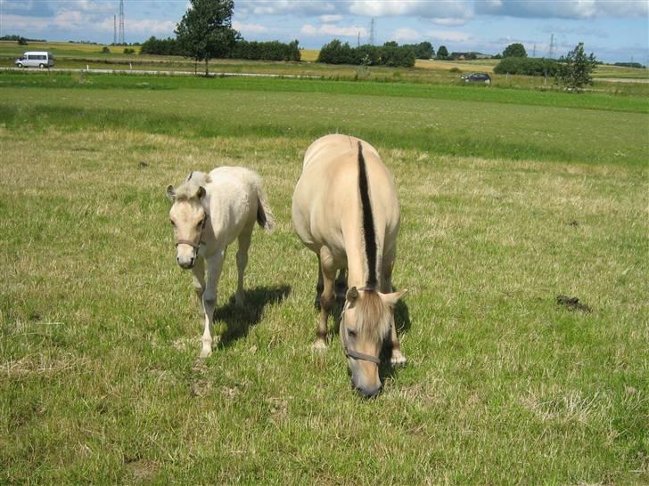 Fjordhest Freja Toft ¤ R.I.P ¤ - Freja som altid med hovdet i græset, her med det allersidste føl Fenja Strødam 2007 billede 9