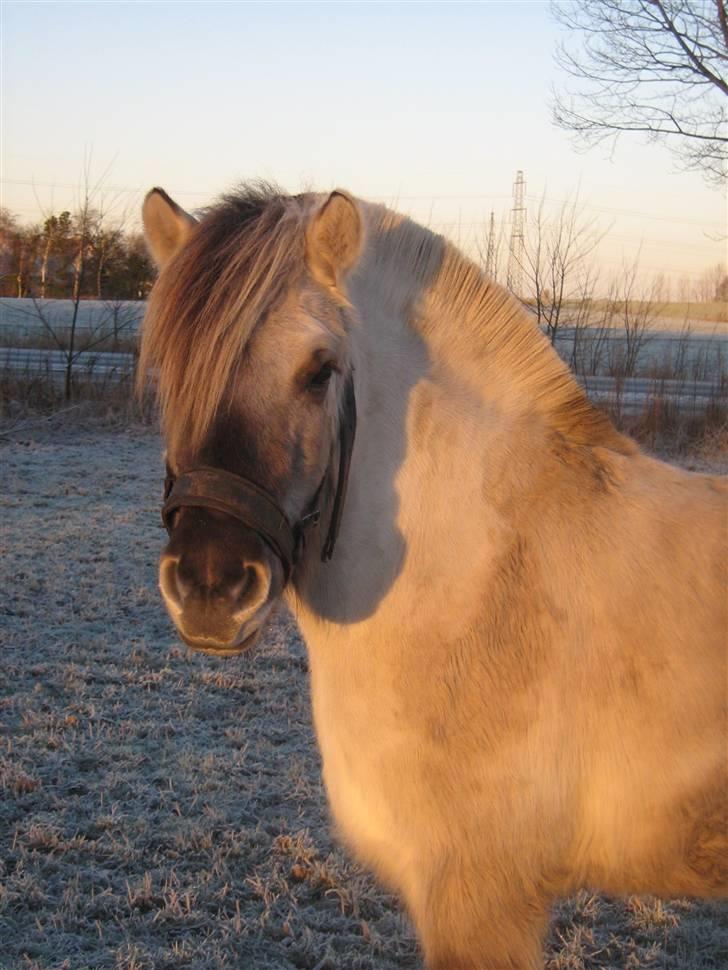 Fjordhest Ilina Hashagen SOLGT - Vinterdag dec. 08 billede 16