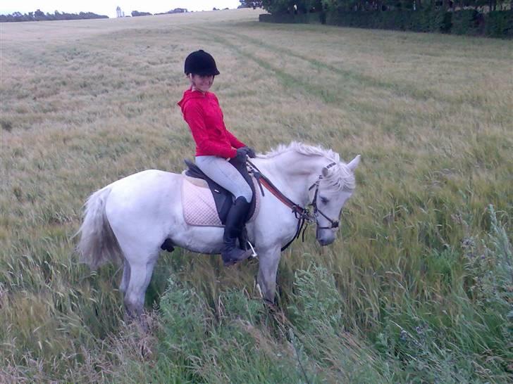Irsk Sportspony Pan - Pan i marken :D billede 15