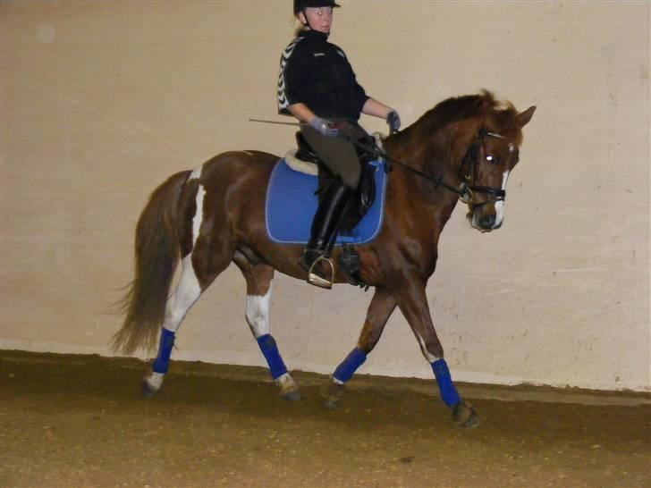 Anden særlig race pento<3 SOLGT :'( billede 12