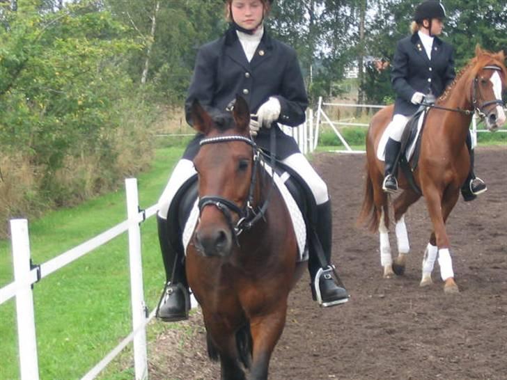 Anden særlig race Monzur <333 - Min mest elskede pony ! Skridter a efter stævne på Bogø<3 billede 1