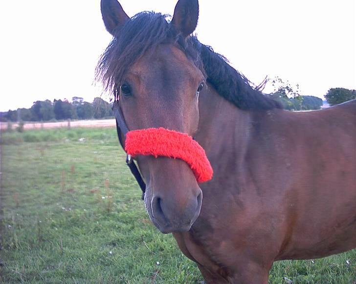 Anden særlig race Monzur <333 - Monzur på sommergræs igen.. er han bare så dejlig ! billede 2