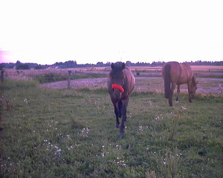 Anden særlig race Monzur <333 - Monzur & Chablis på sommergræs o7 ! elsker de to ponyer så mega højt billede 3