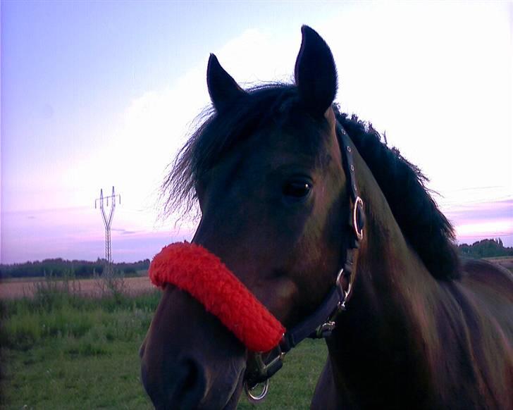 Anden særlig race Monzur <333 - Ponyen på sommergræs o7 <3 billede 4