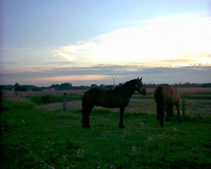 Anden særlig race Monzur <333 - Lidt mørkt men Monzur & Chablis på sommergræs billede 5