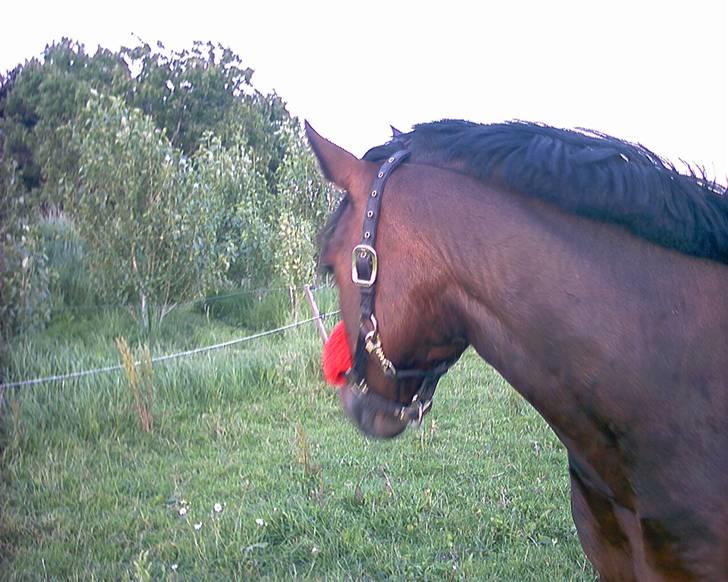 Anden særlig race Monzur <333 - Monzur på sommergræs.. Han kigger efter lastbilen :P billede 6