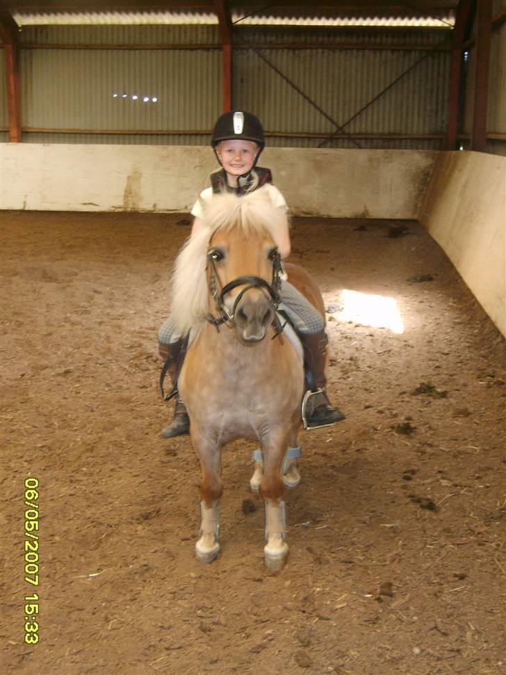 Shetlænder Thor Bomlund (9801554 DK) billede 1