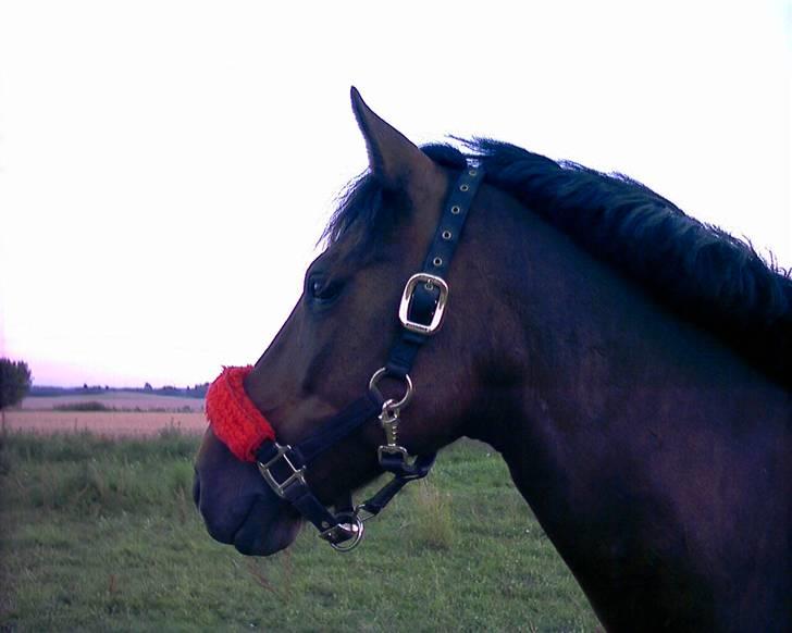 Anden særlig race Monzur <333 - Monzur på sommergræs o7 ! Elsker det billede :D billede 9