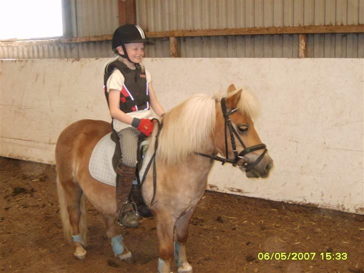 Shetlænder Thor Bomlund (9801554 DK) billede 2