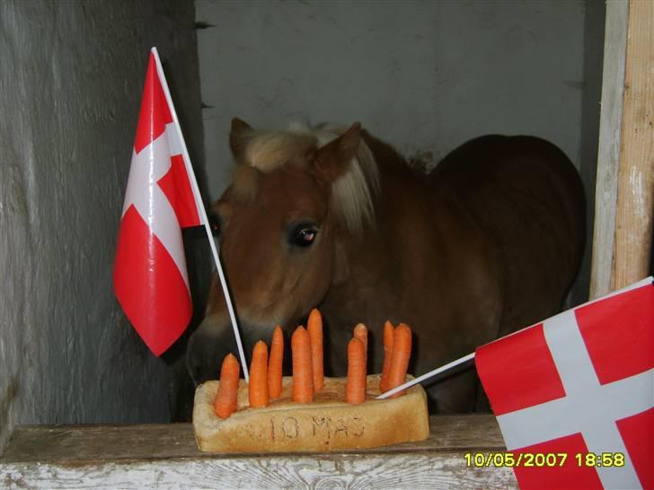 Shetlænder Thor Bomlund (9801554 DK) billede 4