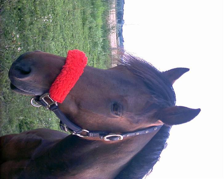 Anden særlig race Monzur <333 - Ponyen/ Monzur på sommergræs ! <333 billede 10