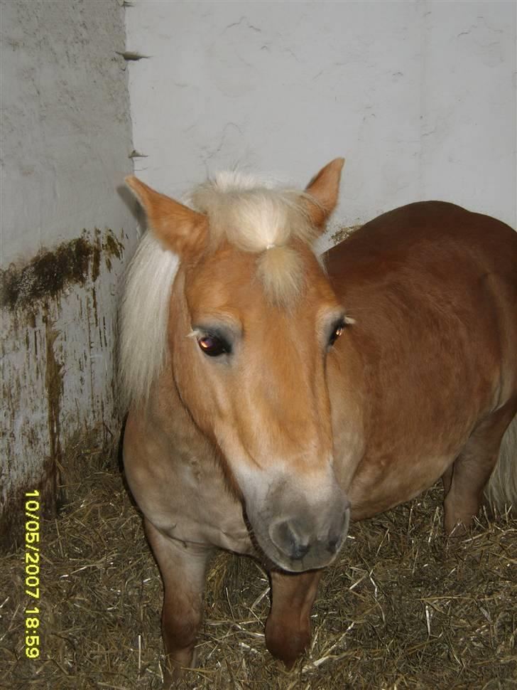 Shetlænder Thor Bomlund (9801554 DK) billede 5