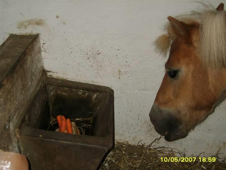 Shetlænder Thor Bomlund (9801554 DK) billede 6