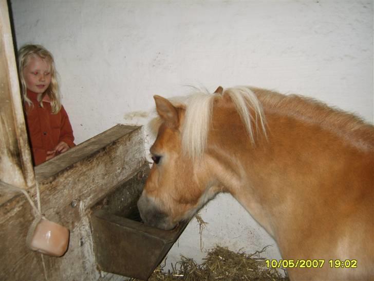 Shetlænder Thor Bomlund (9801554 DK) billede 7