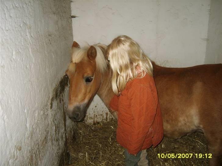 Shetlænder Thor Bomlund (9801554 DK) billede 8