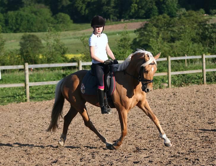 Palomino Golden Catch Me (Solgt) - hihi´ det er fra første gang jeg red ham her hjemme :) billede 7