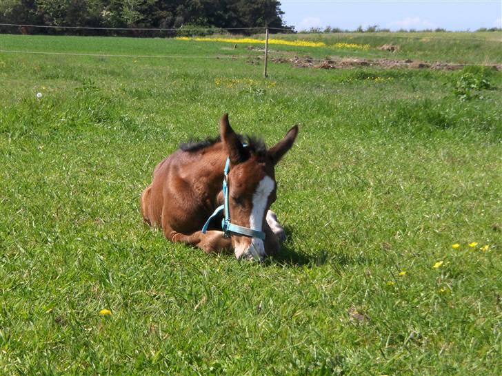 Dansk Varmblod Carpe Diem - Carpe Diem, ikk særlig gammel der.  billede 1