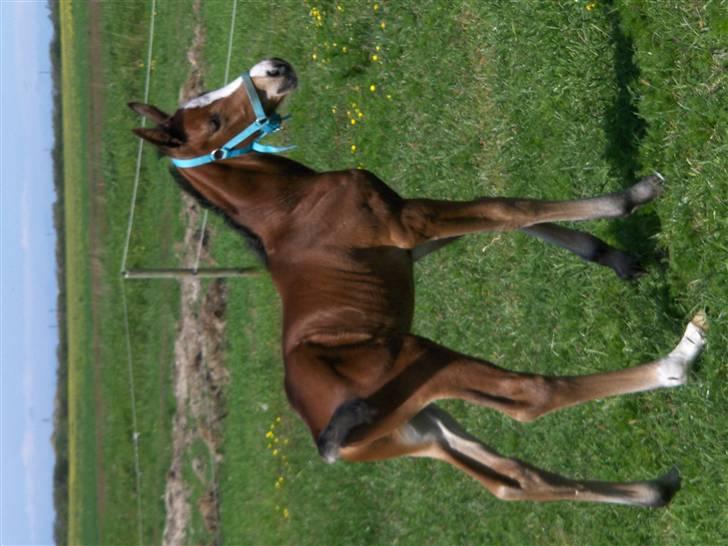Dansk Varmblod Carpe Diem - den er en uge gammel der,  billede 2