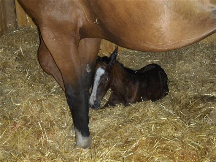 Dansk Varmblod Carpe Diem - smukke lille basse mand kom til verden. :´D billede 3