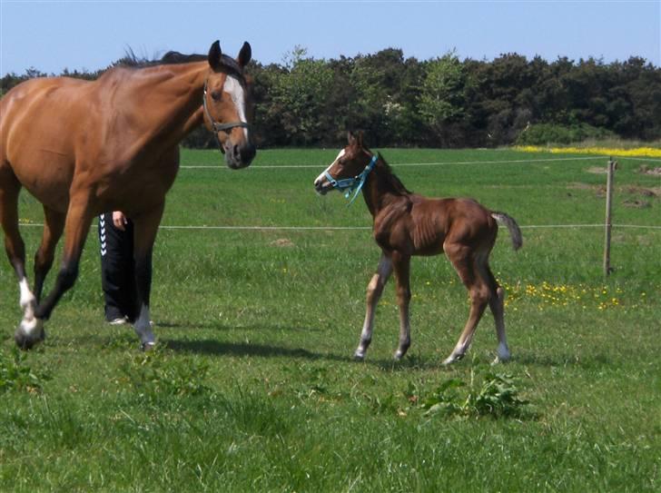 Dansk Varmblod Carpe Diem - den er lidt cool, ha!? billede 4