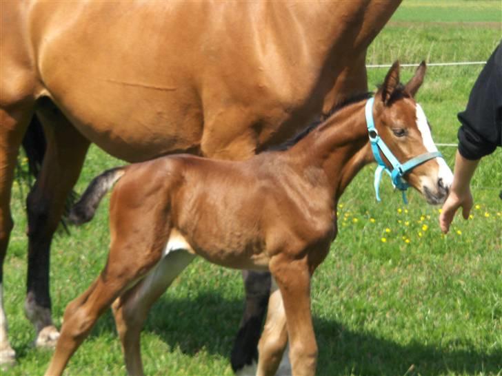 Dansk Varmblod Carpe Diem - vi er så seje .  billede 5