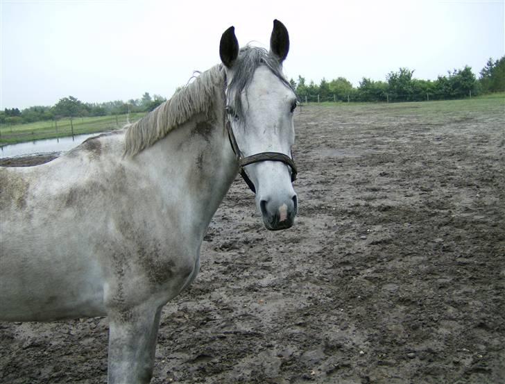 Anden særlig race Skovhyttens Rafini -SOLGT billede 7