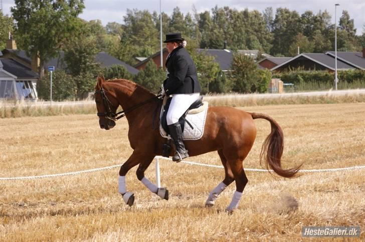 Frederiksborg Nille Langløkkegaard - Galop - Af: Raschfoto xD billede 17