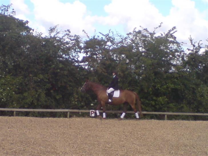 Dansk Varmblod Cherri *R.I.P* billede 5