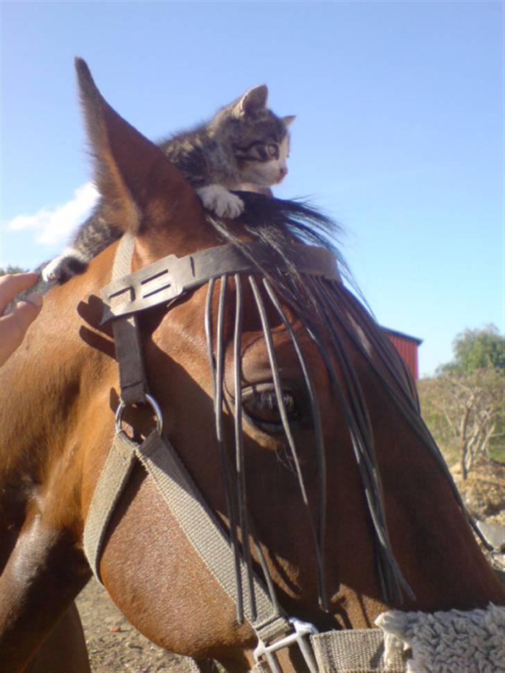 Traver Elvis Holmager (aka: Shantih) SOLGT :'( billede 14