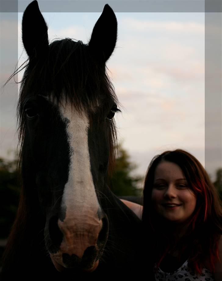 Irish Cob Crossbreed Morrigan STER & CHAMPION - # 16 billede 15