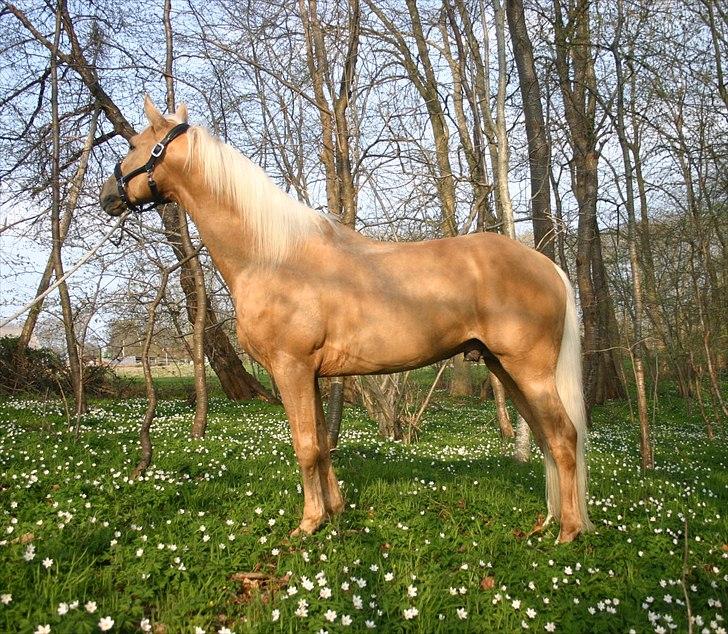 Palomino Serenity RIP. - 19/4-11 billede 2