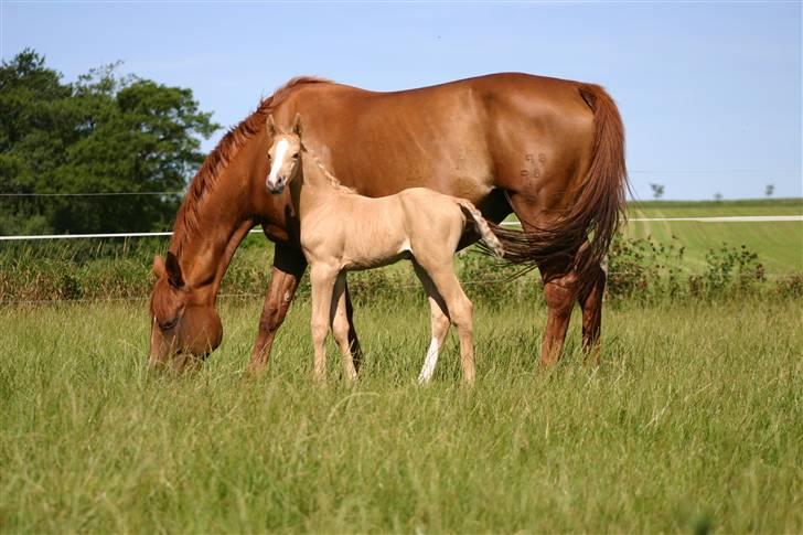 Palomino Serenity RIP. - Her er han 5 dage gammel med sin mor Tequila Sunrise. billede 5