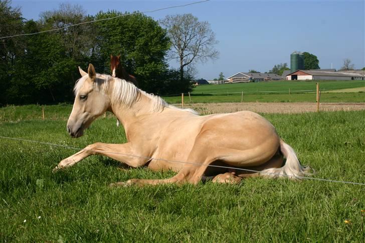 Palomino Serenity RIP. - Her er han ca. 10 mdr. gammel. billede 7