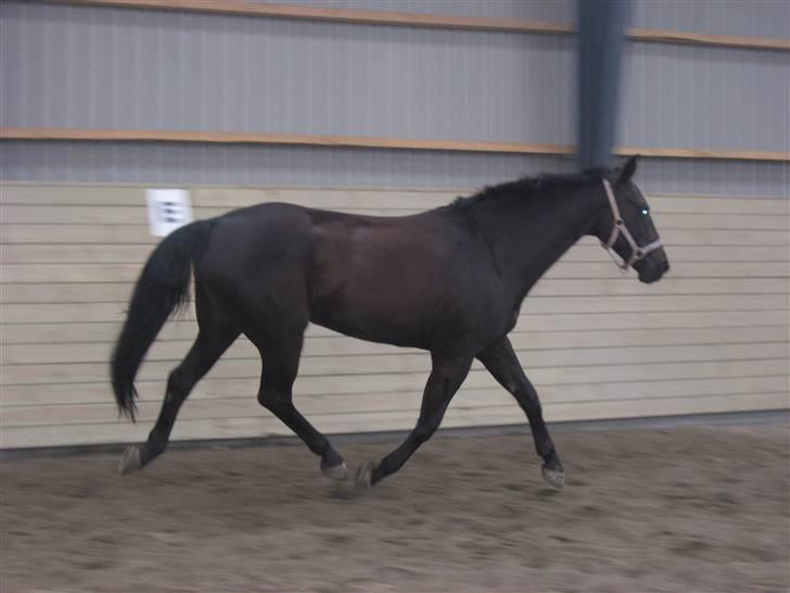 Oldenborg E-line Af Hvarre *R.I.P* billede 19