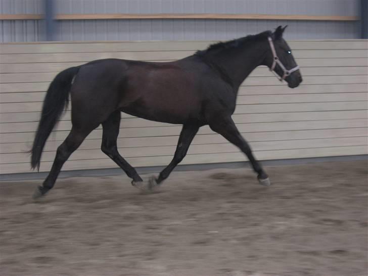 Oldenborg E-line Af Hvarre *R.I.P* billede 20