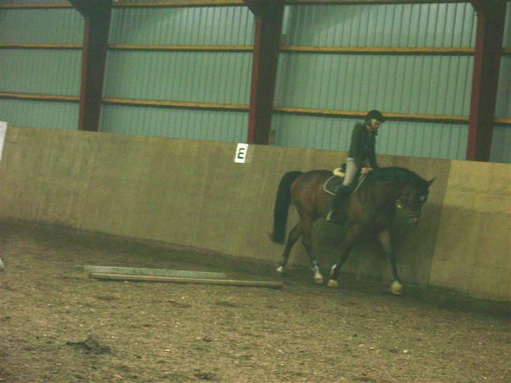 Dansk Varmblod Lykke's Don Zio * Solgt:( - Trav :) Synes det er et godt billede .. Synes i ? billede 16