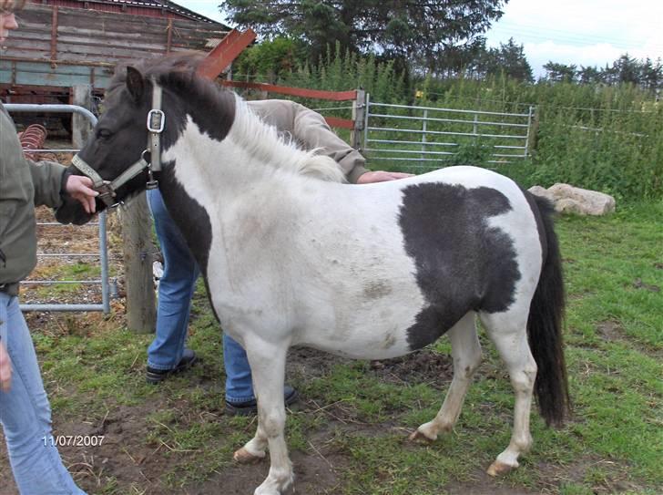 Anden særlig race Flicka Solgt  - Nyt: seneste billede af højgravide Flicka (taget d. 11/7 2007) billede 12