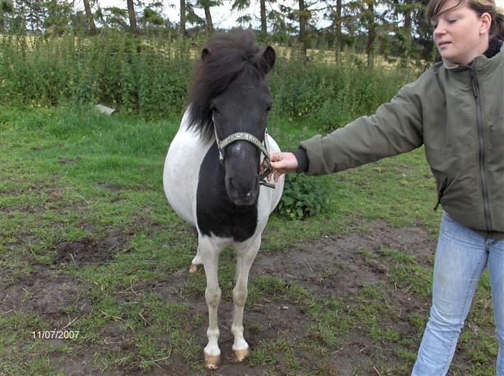 Anden særlig race Flicka Solgt  - Nyt: højgravide Flicka set forfra (taget d 11/7 2007) billede 14