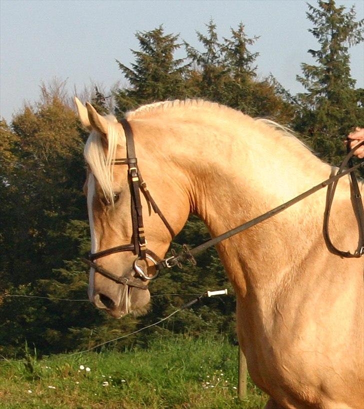 Palomino Serenity RIP. billede 1