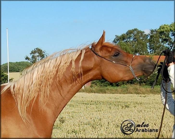 Arabisk fuldblod (OX) Malica´s Lou Lou - SOLGT - Juli - 2007 billede 2