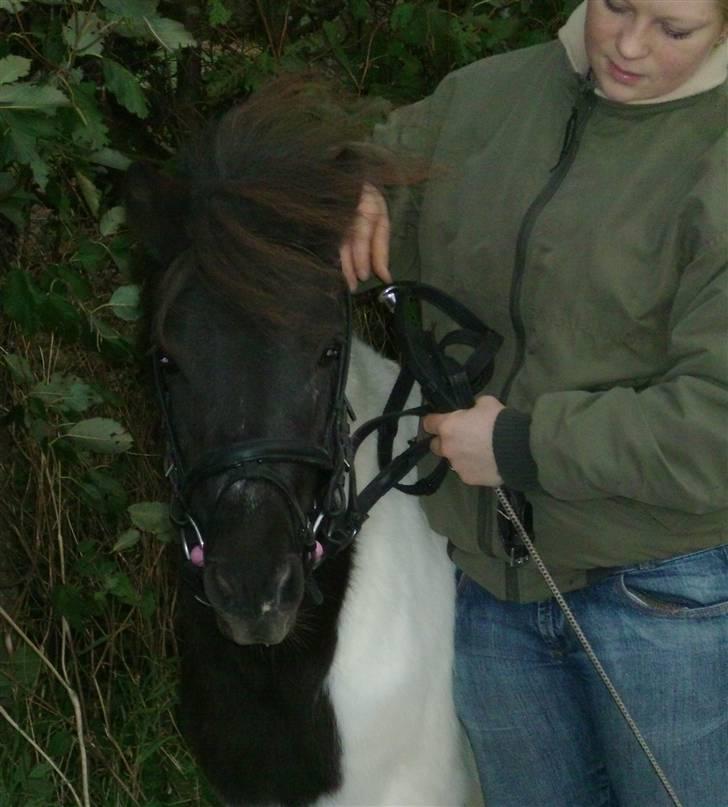 Anden særlig race Flicka Solgt  - Nyt... Så sød og smuk! (taget 12/10 2007) billede 16