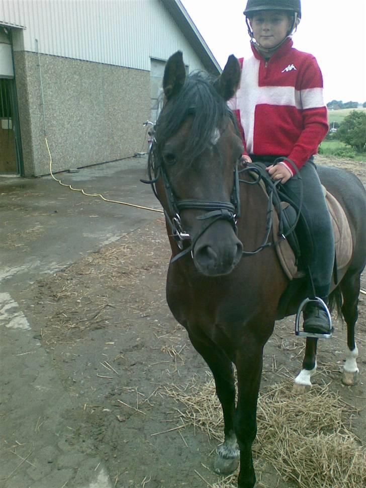 Welsh Pony (sec B) Jedidjan Rufus / R.I.P. / -  Rufus :D <3 billede 1
