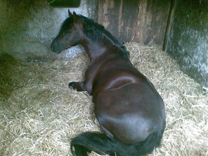 Welsh Pony (sec B) Jedidjan Rufus / R.I.P. / - Rufus ( :  billede 3