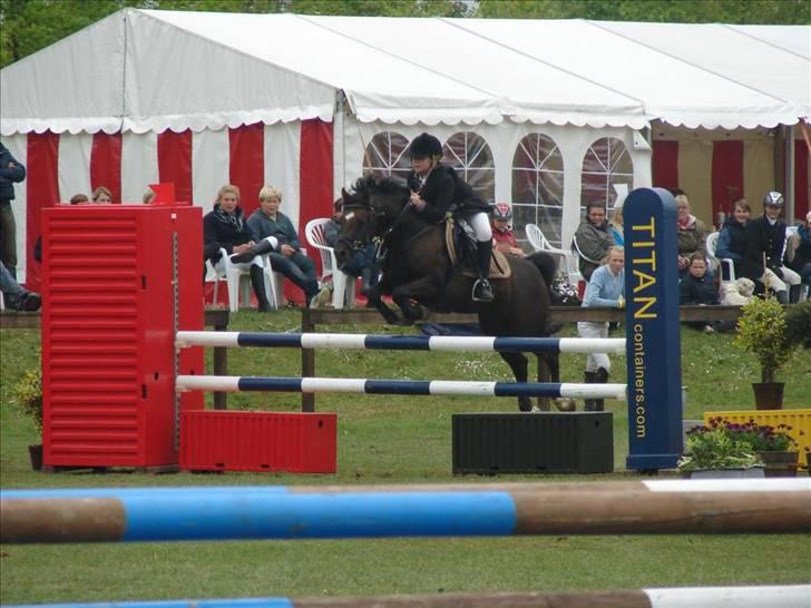 Welsh Pony (sec B) Jedidjan Rufus / R.I.P. / - Rufus - Baltic Ikast billede 4